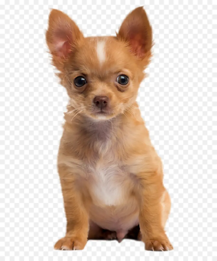 Perro，Cachorro PNG