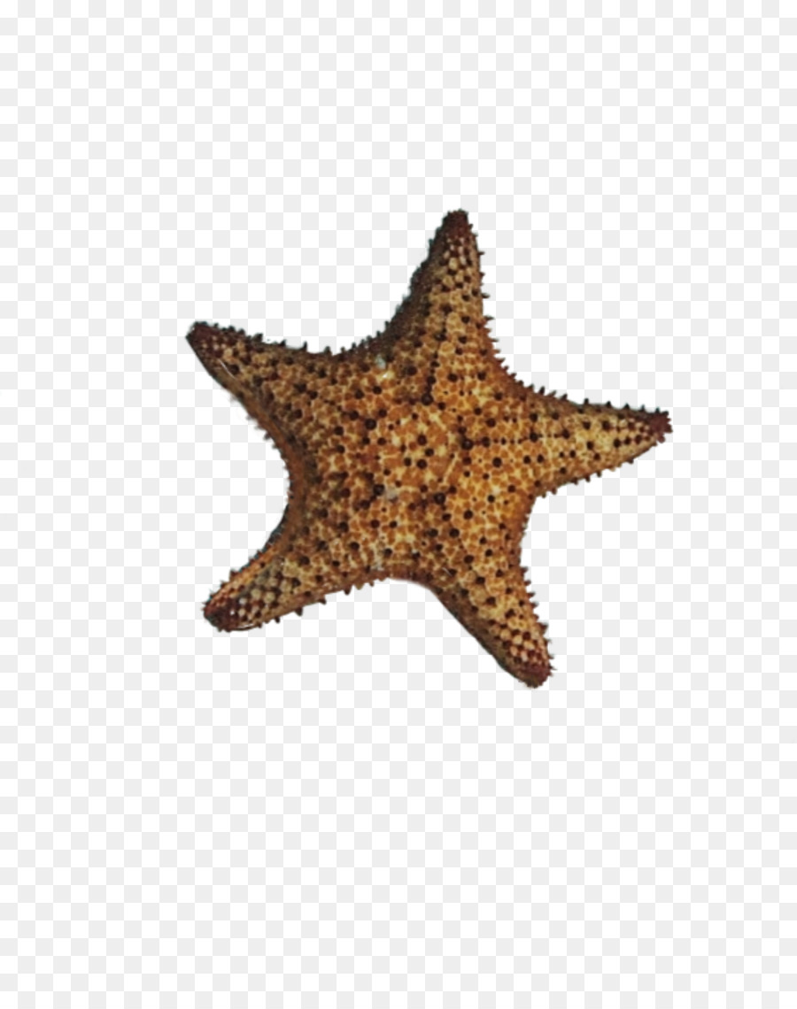 Estrella De Mar，Estrella PNG