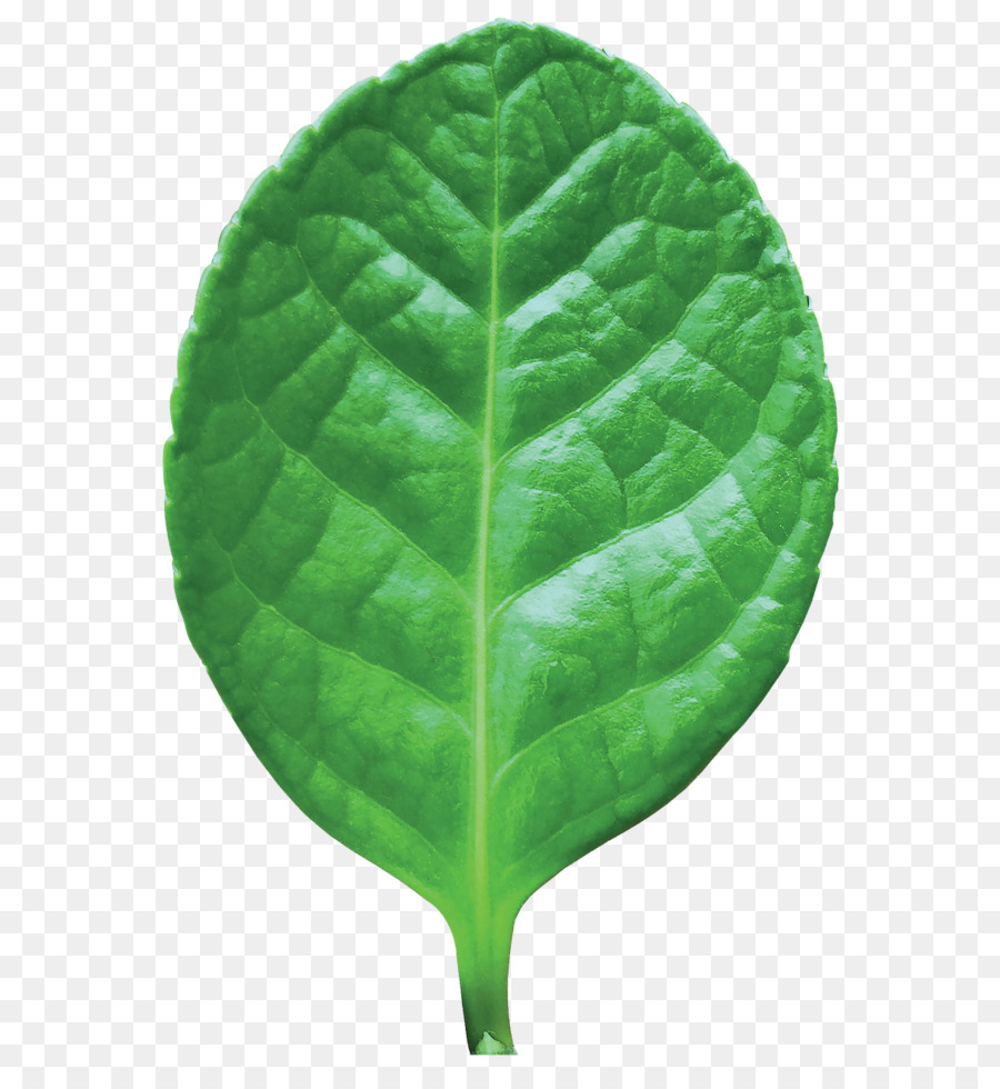 Hoja Verde，Planta PNG