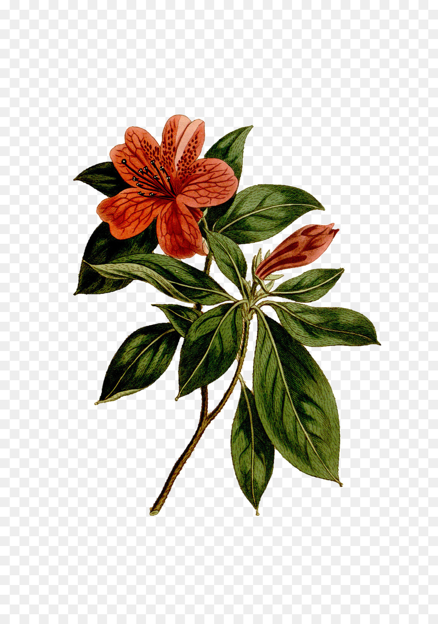 Flor，Planta PNG