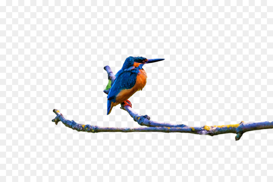 Aves，Bluebird PNG