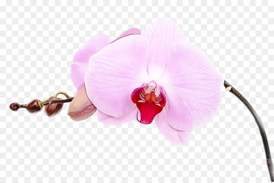La Polilla De La Orquídea，Rosa PNG