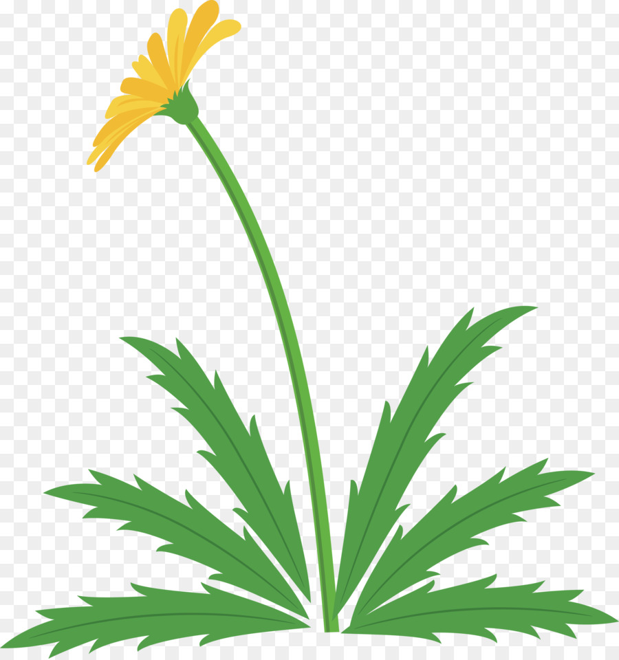 Planta，Flor PNG