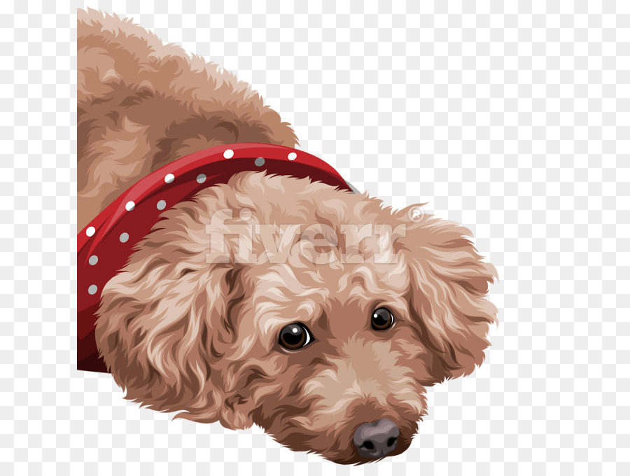 Perro，Caniche PNG