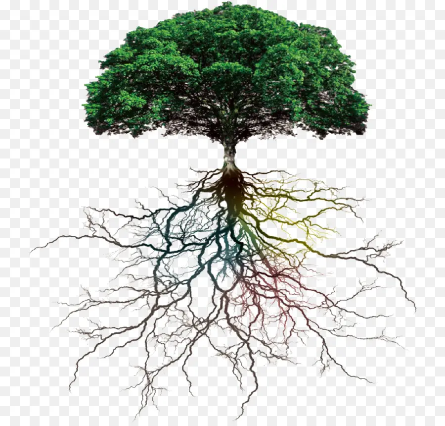 Árbol，Raíz PNG