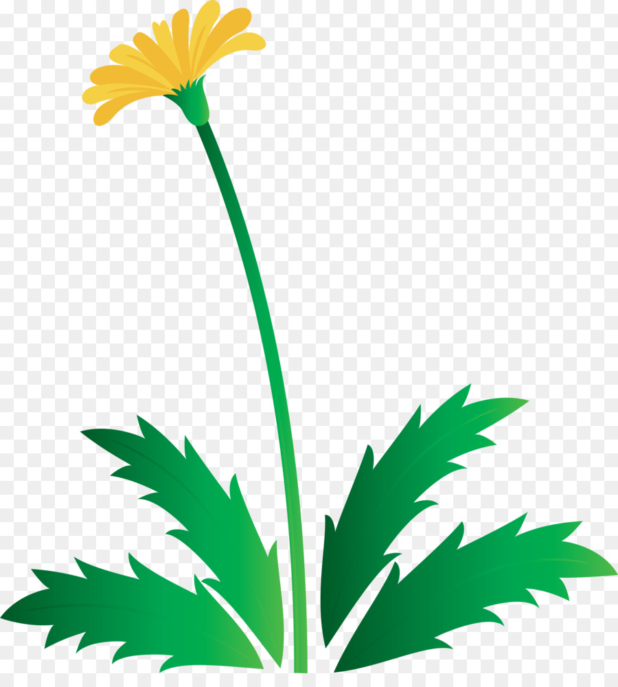 Diente De León，Flor PNG