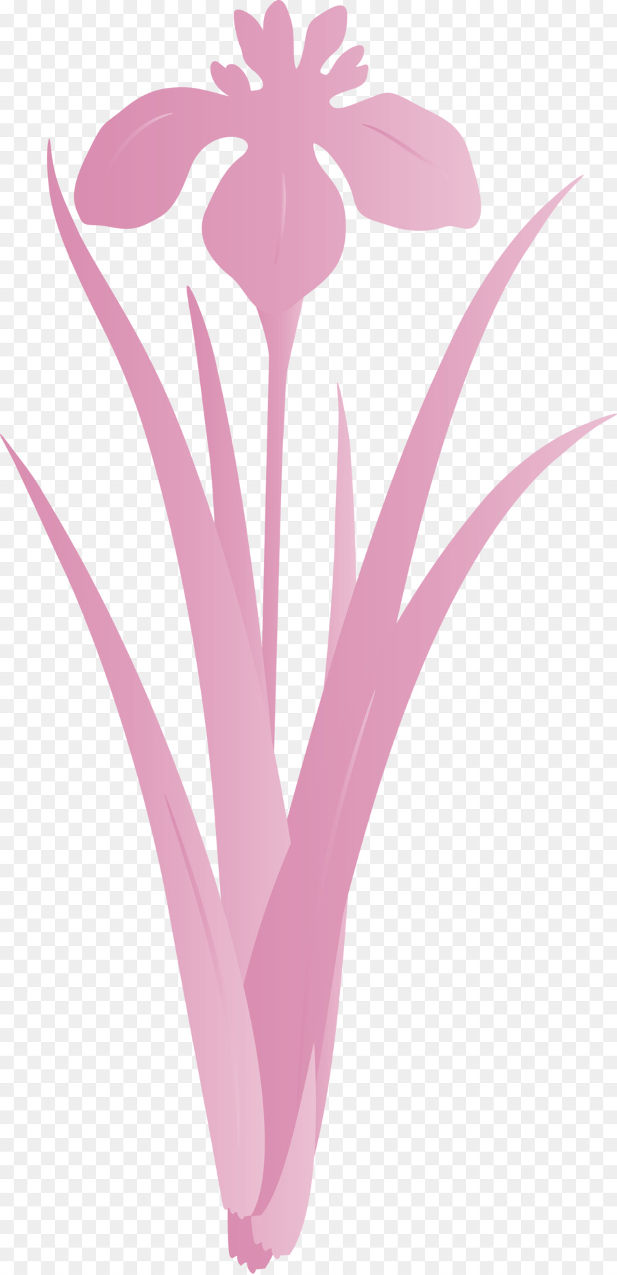 Rosa，Planta PNG