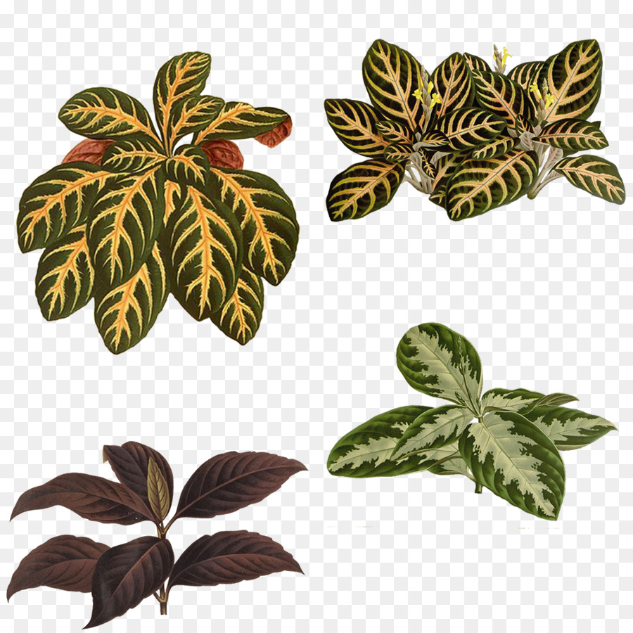 Hoja，Planta PNG