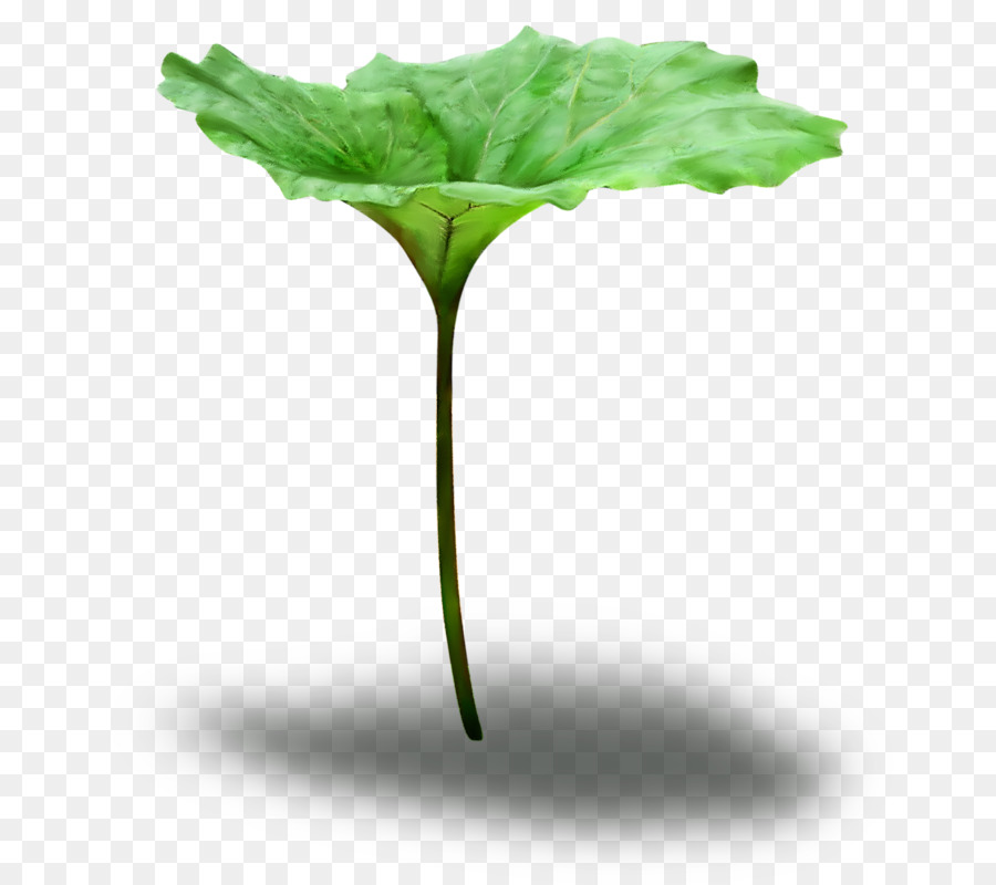 Hoja，Verde PNG