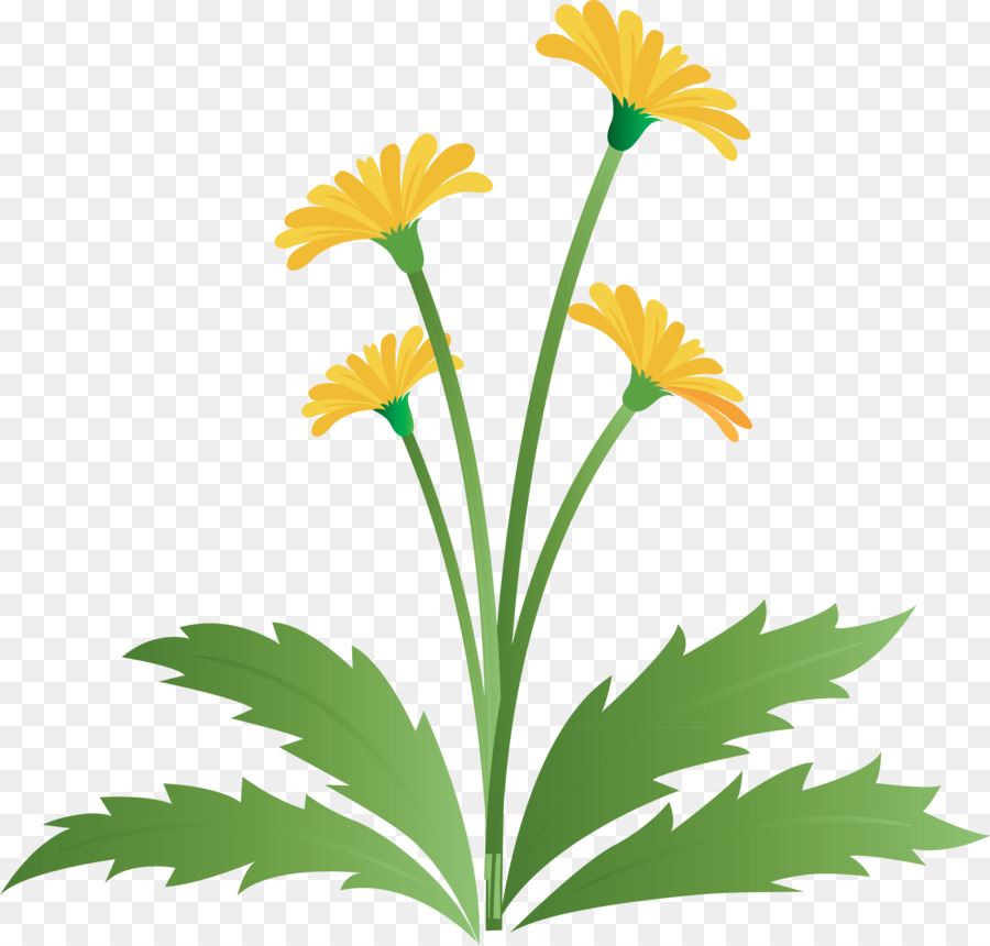 Flor，Planta PNG