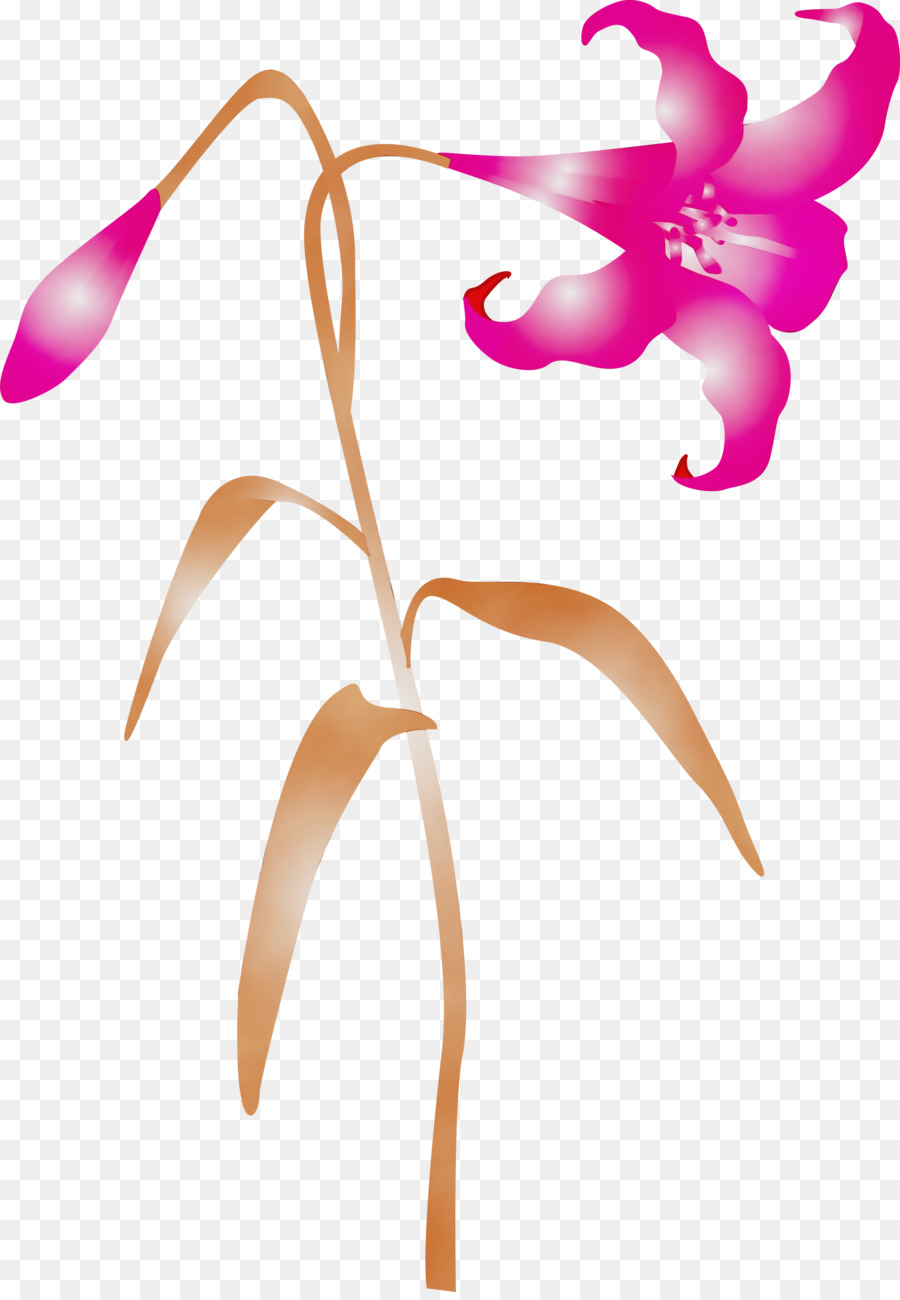 Flor Rosa，Planta PNG