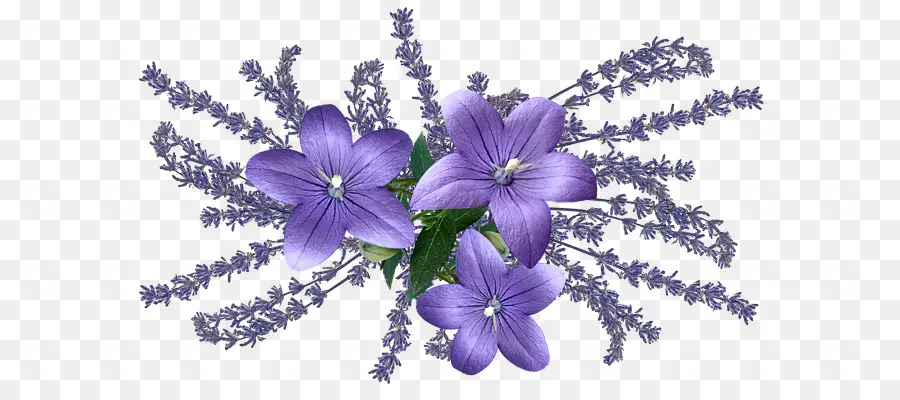 Flores Moradas，Lavanda PNG