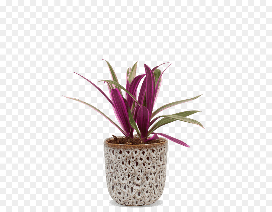 Flor，Maceta PNG