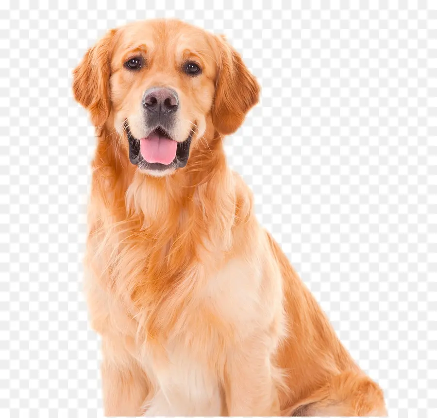 Perro，Golden Retriever PNG