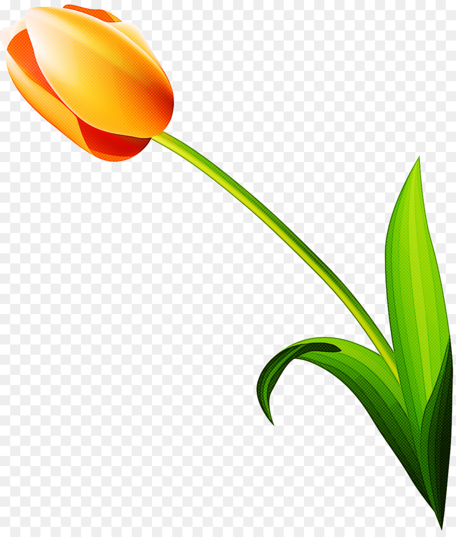 Tulip，Flor PNG