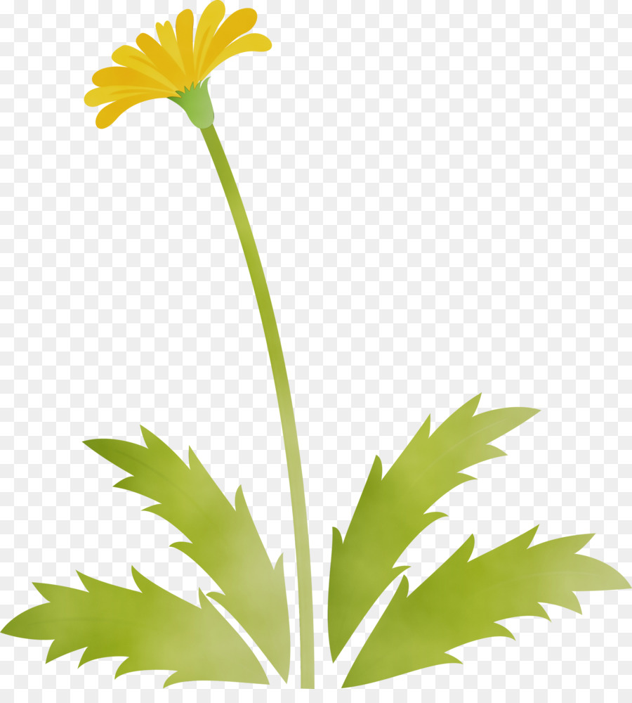 Diente De León，Flor PNG