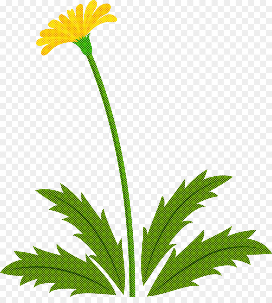 Flor，Planta PNG