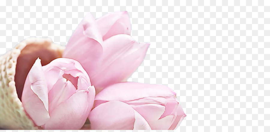 Tulipanes Rosados，Ramo PNG