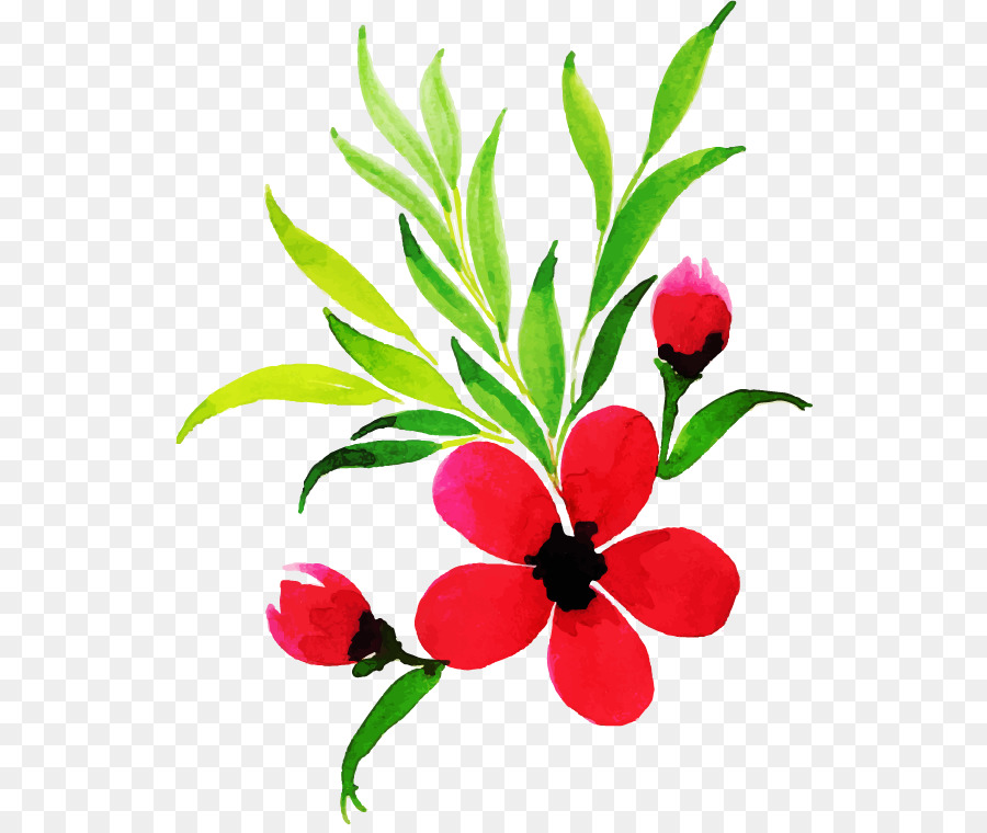 Flor，Planta PNG