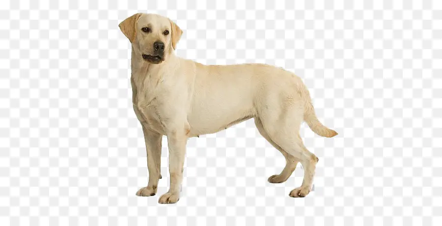 Perro，Labrador Retriever PNG