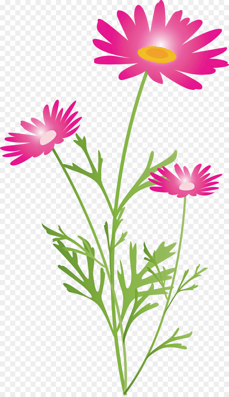 Flor，Planta PNG