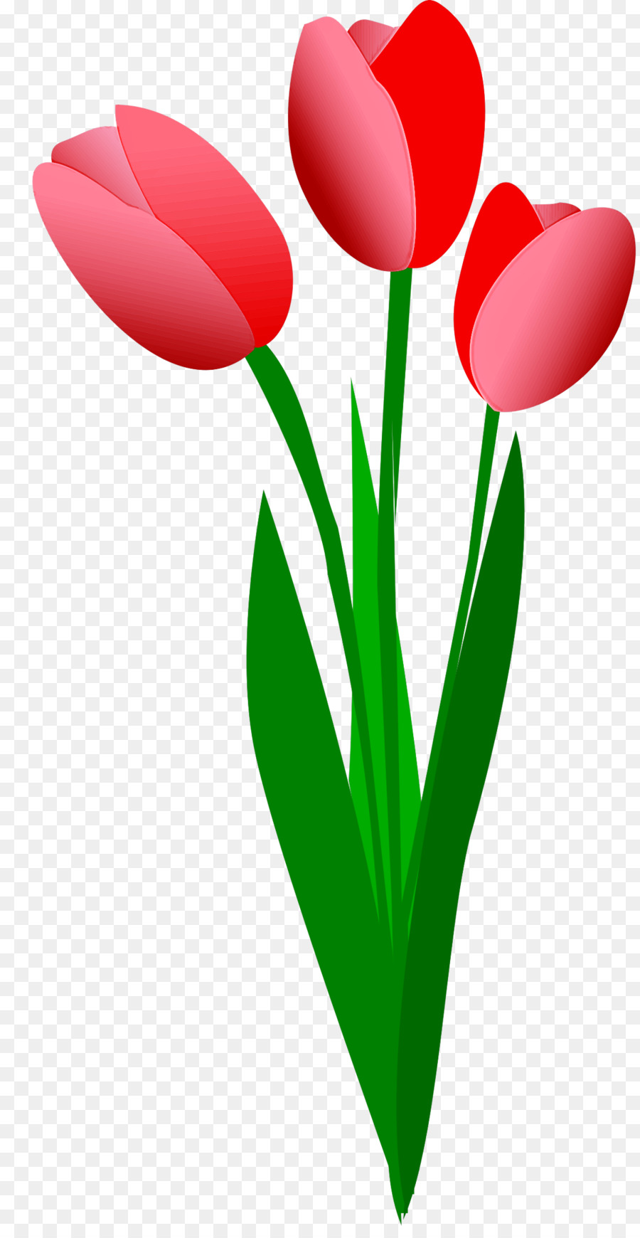 Tulip，Rojo PNG