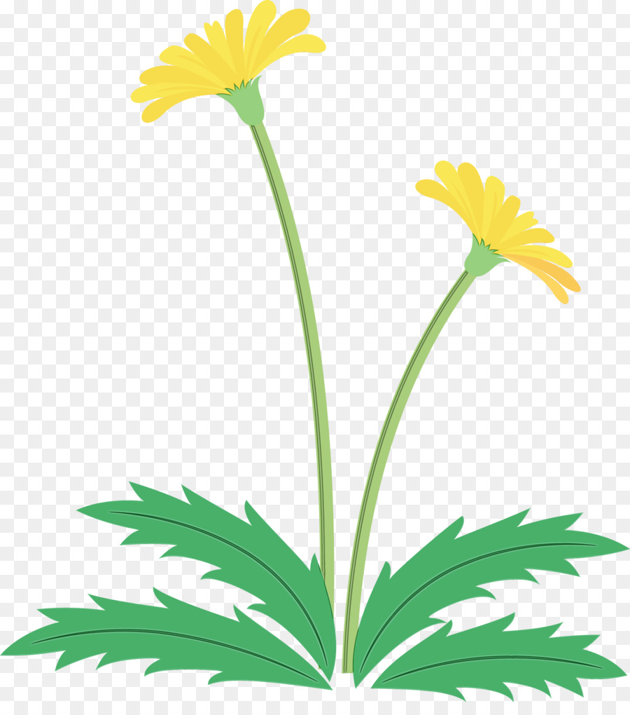 Diente De León，Flor PNG