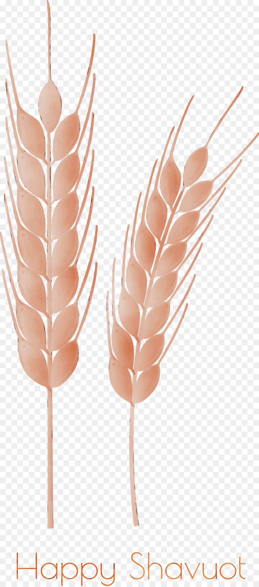 Trigo，Grano PNG