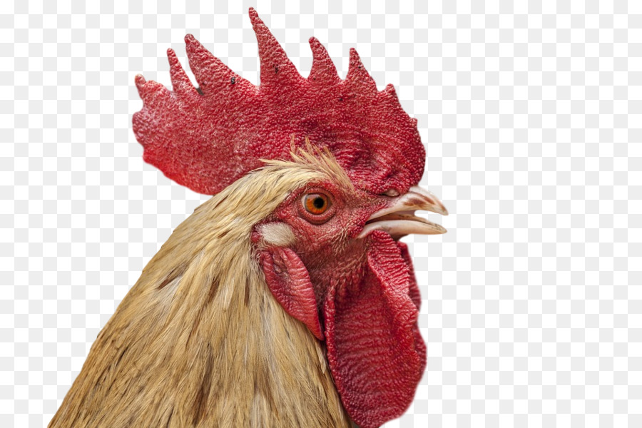 Pollo，Gallo PNG