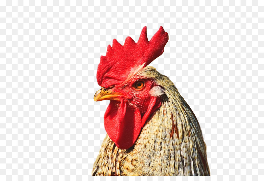 Pollo，Gallo PNG