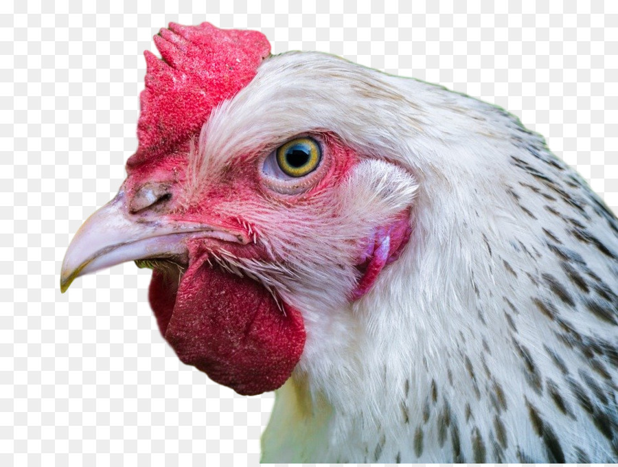 Pollo，Aves PNG