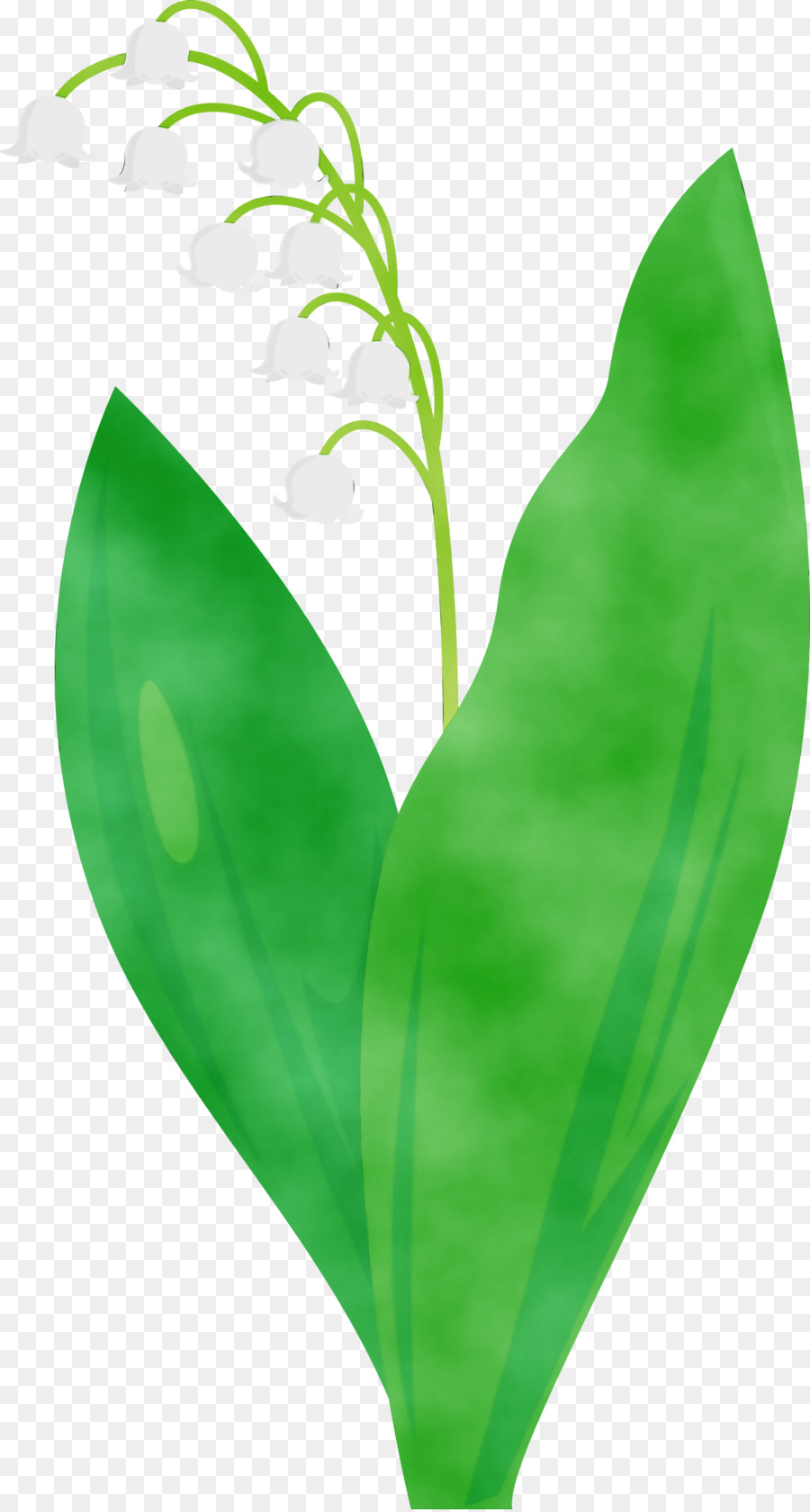 Lirio De Los Valles，Flor PNG