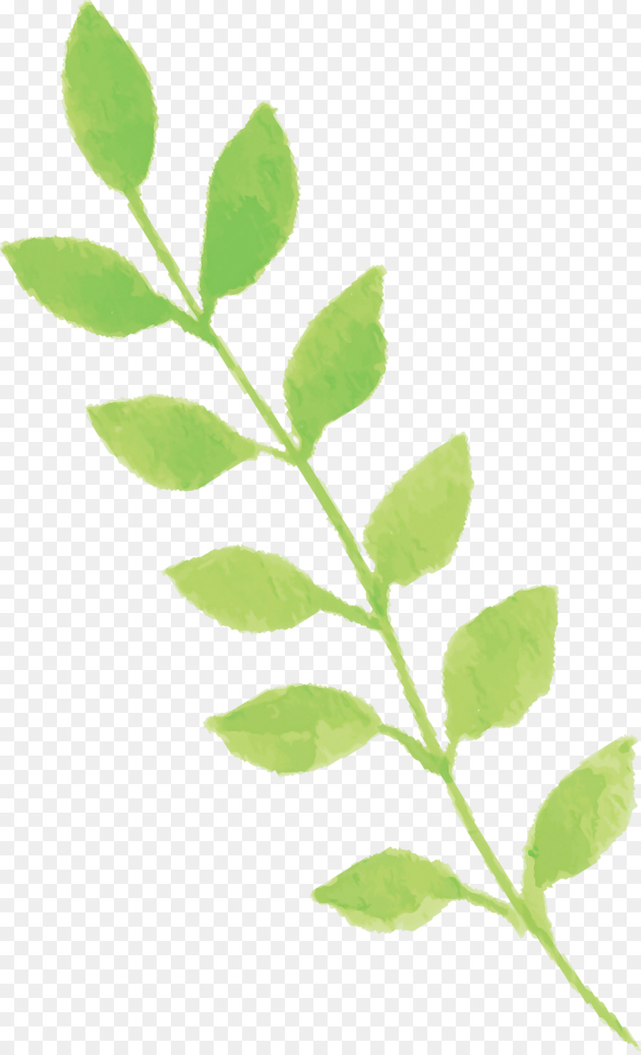 Hojas Verdes，Planta PNG