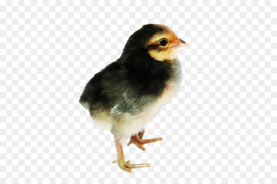 Aves，Pico PNG