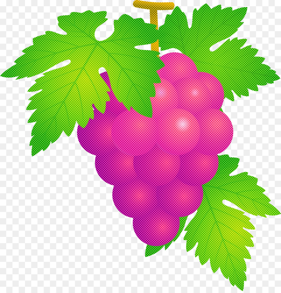 Uvas，Enredadera PNG