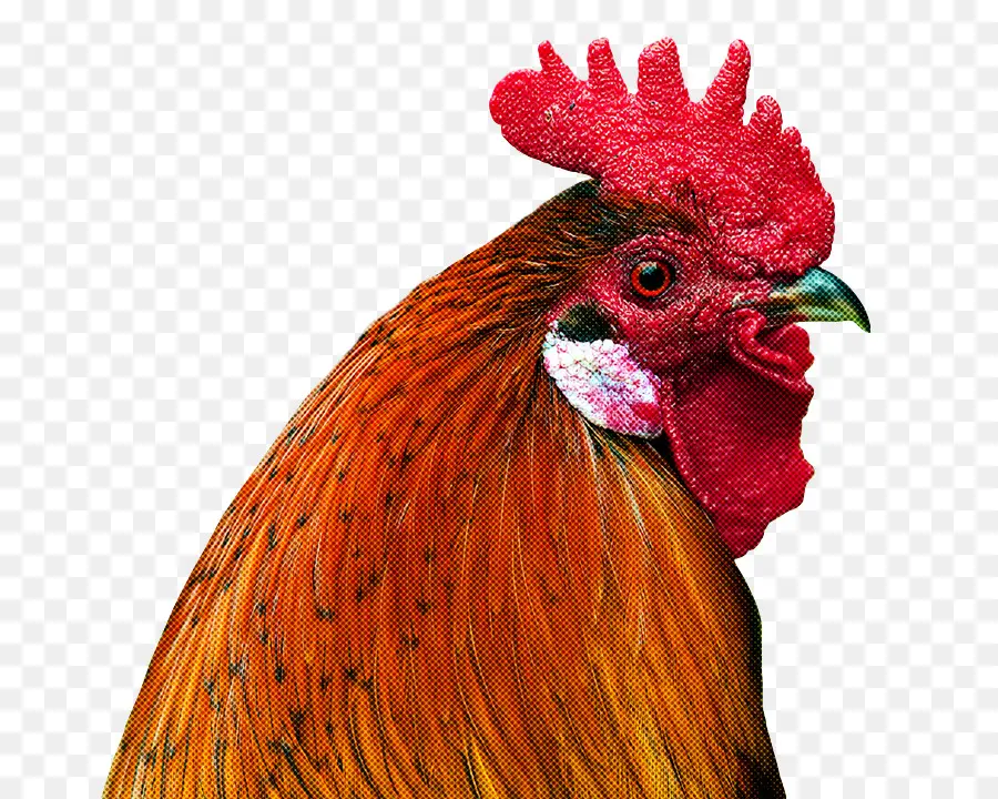 Gallo，Pájaro PNG