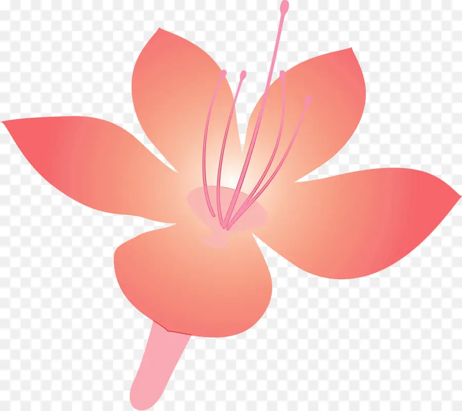 Flor Rosa，Florecer PNG