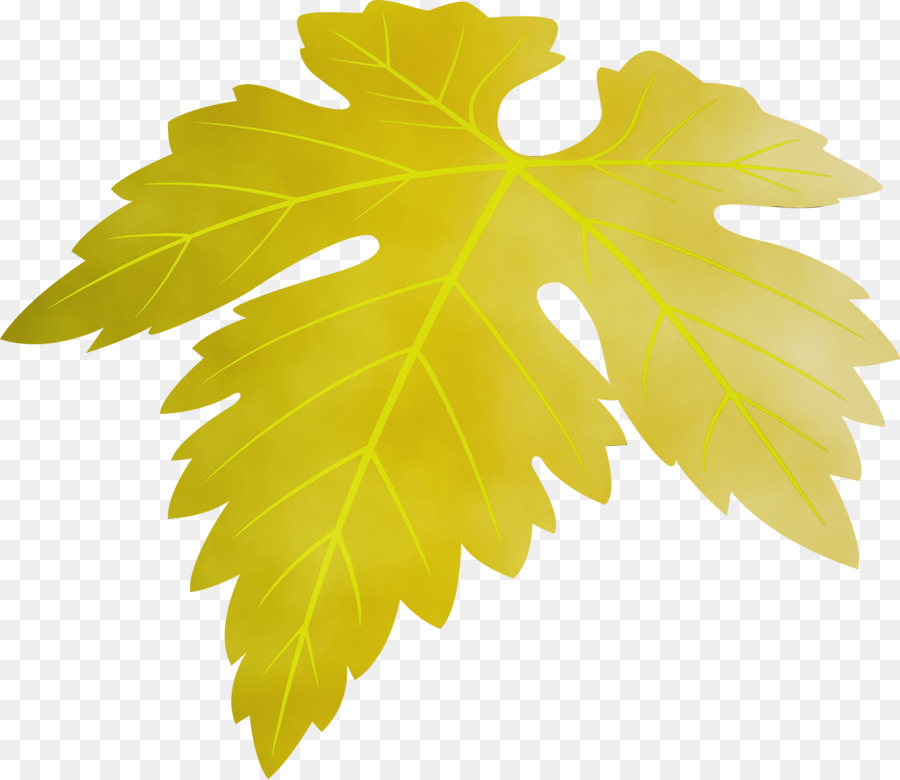 Hoja，Árbol PNG