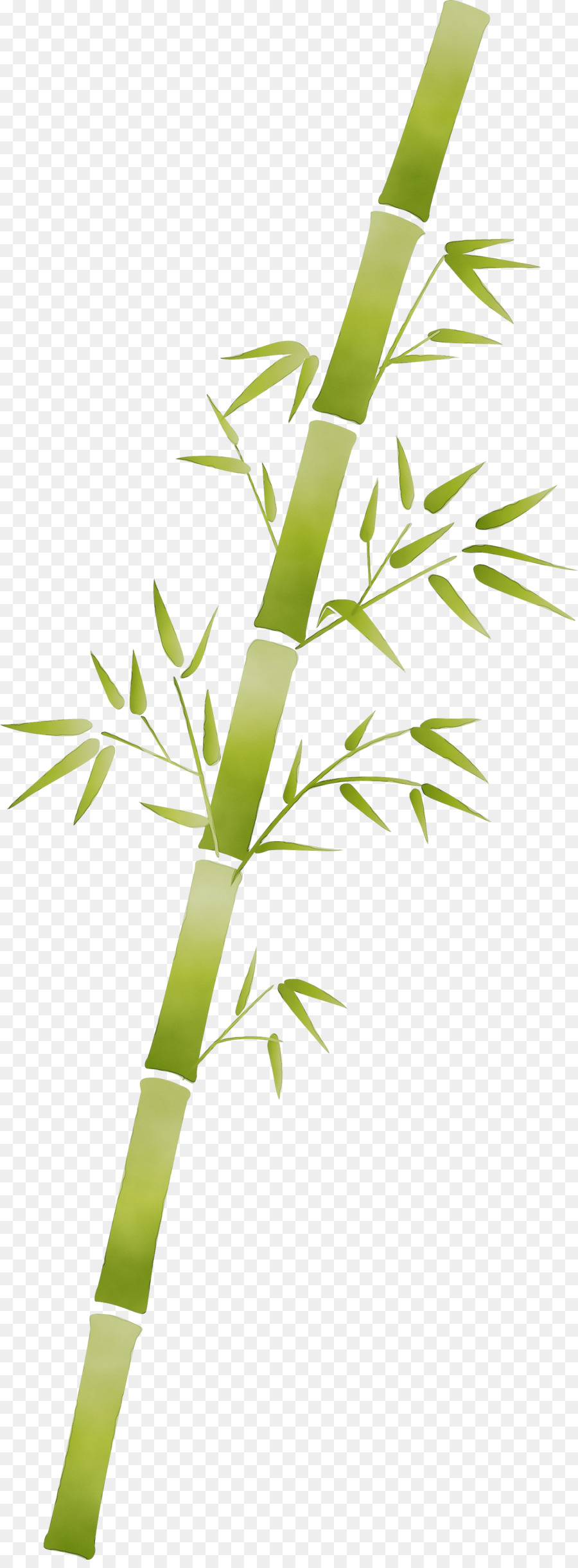 Hoja，Planta PNG