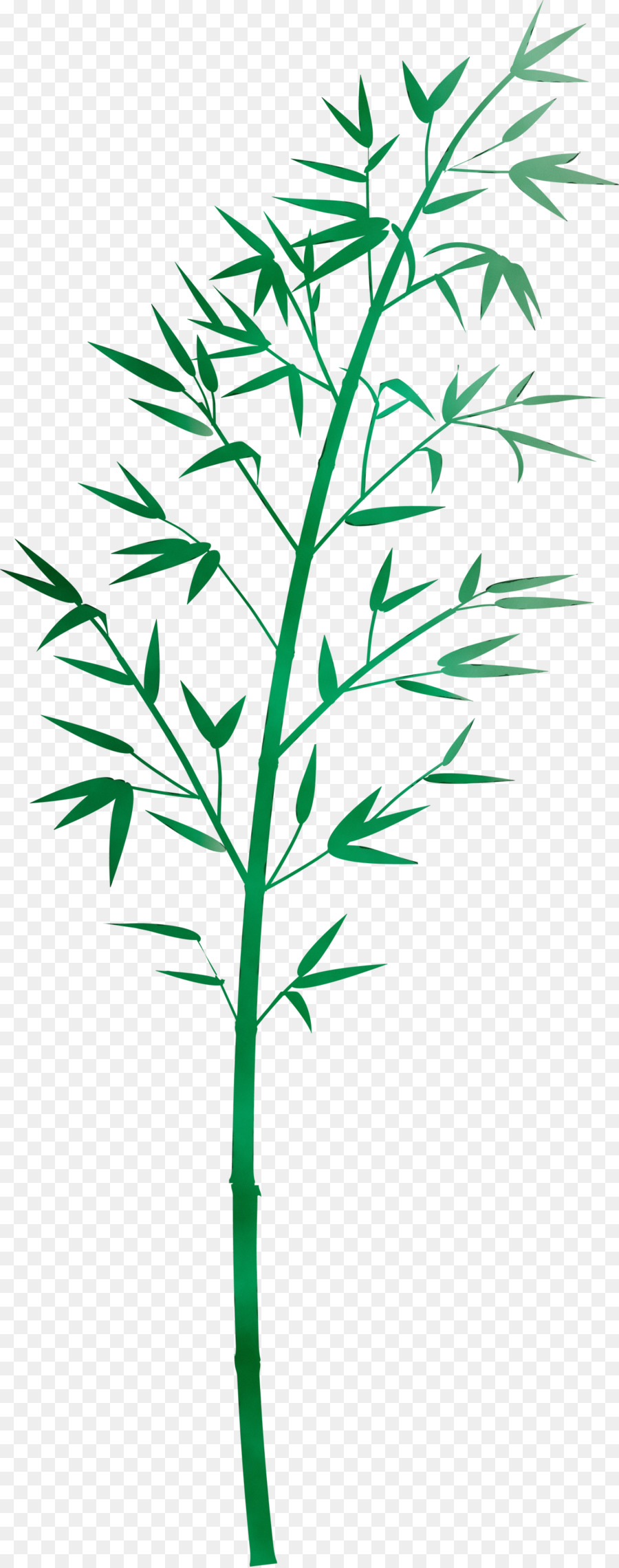 Planta，Hoja PNG