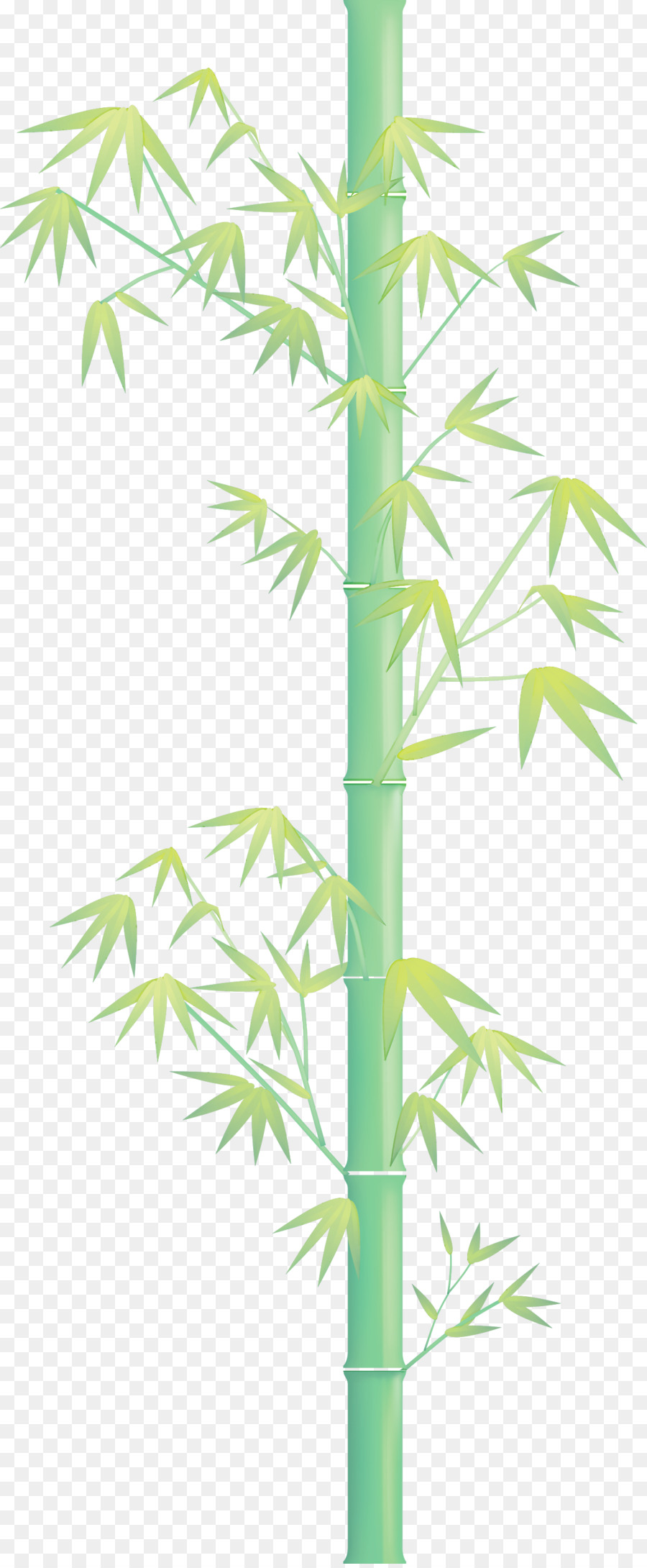 Bambú，Planta PNG