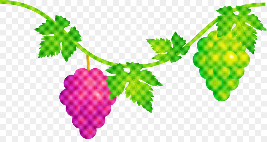 Uvas，Enredadera PNG