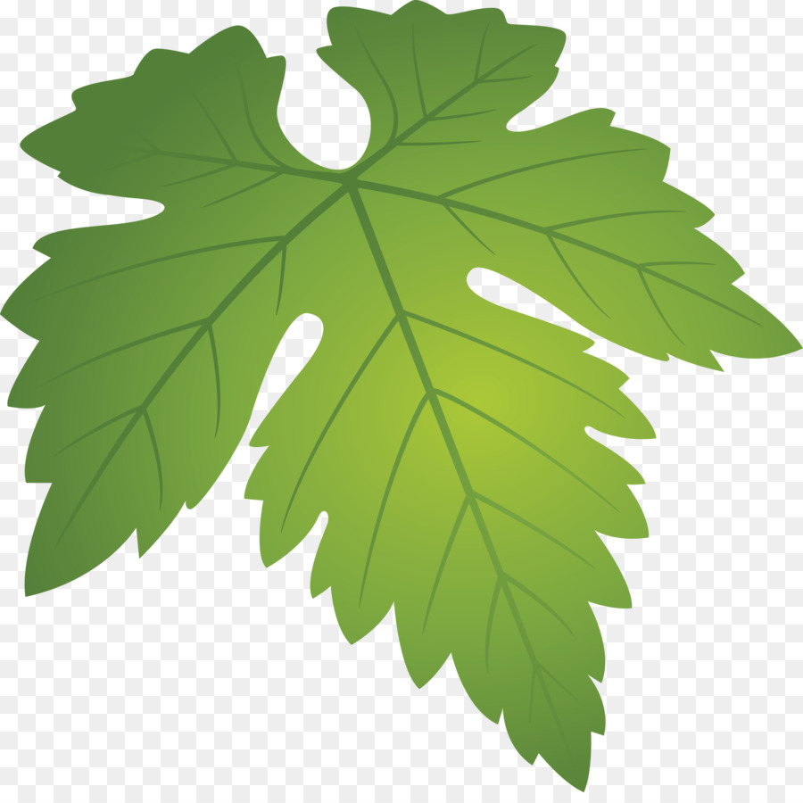 Hoja，Planta PNG