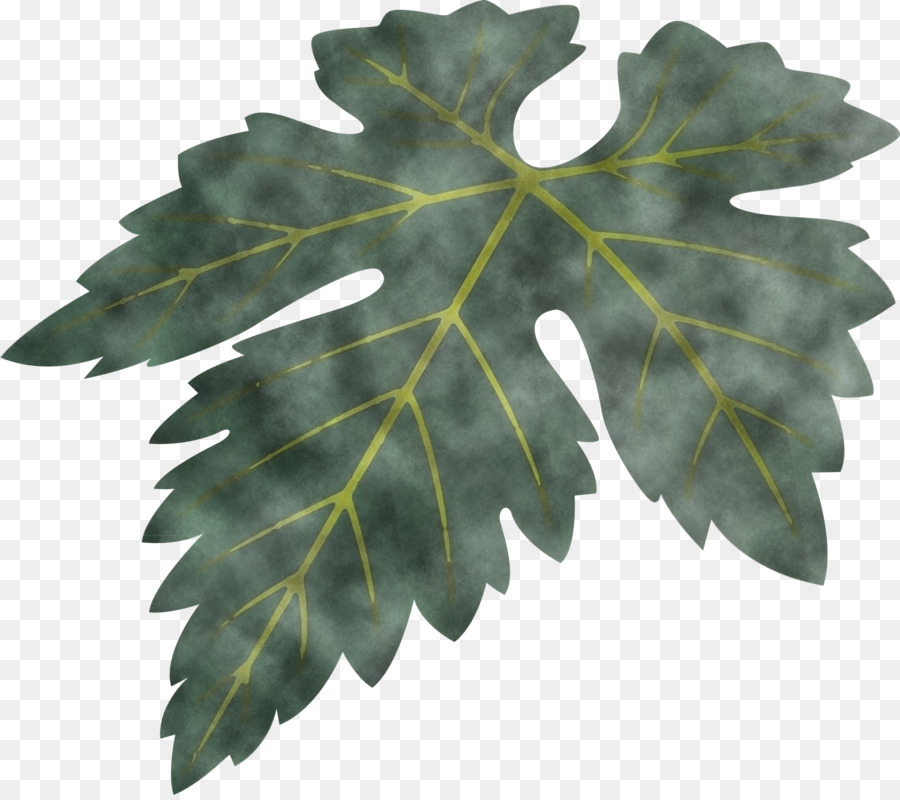 Hoja，Planta PNG