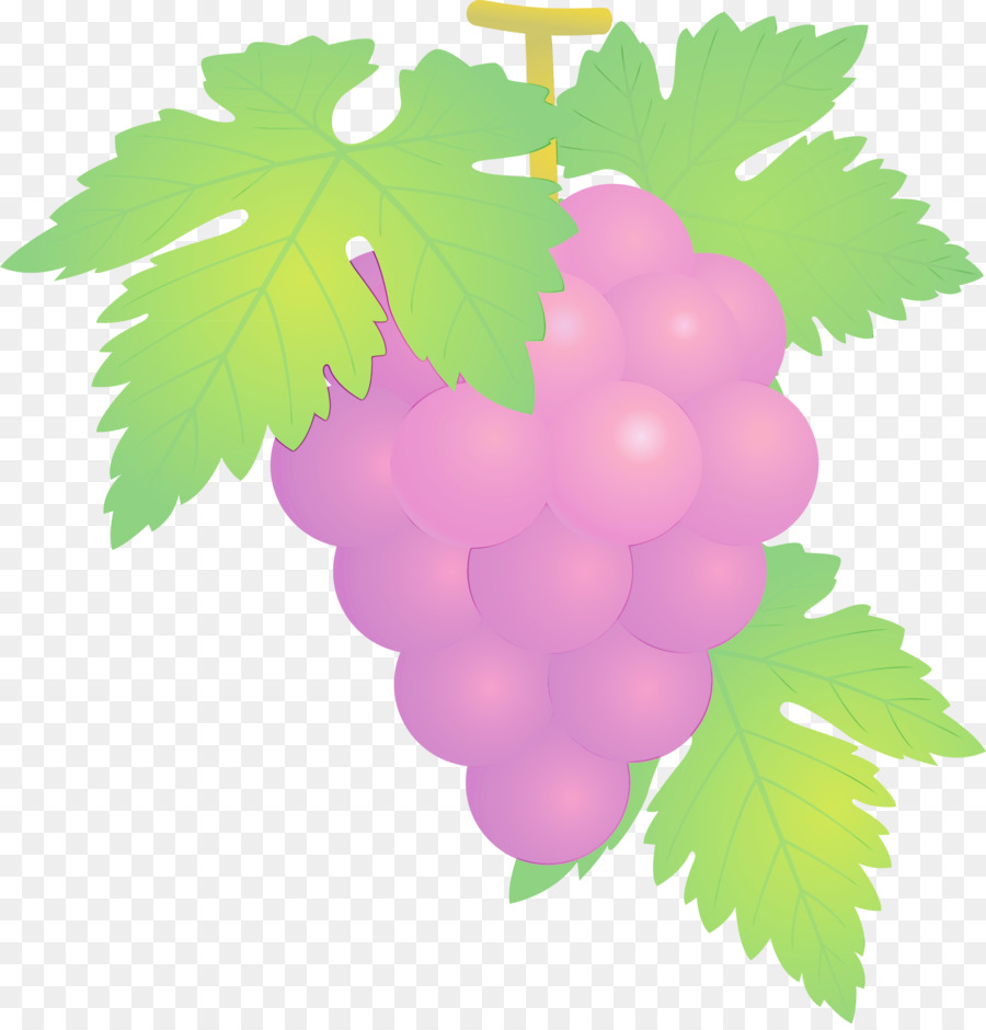 Uvas，Enredadera PNG