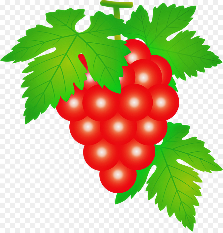 Uvas，Enredadera PNG