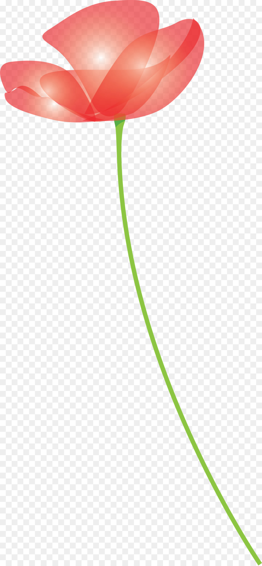 Tulip，Flor PNG