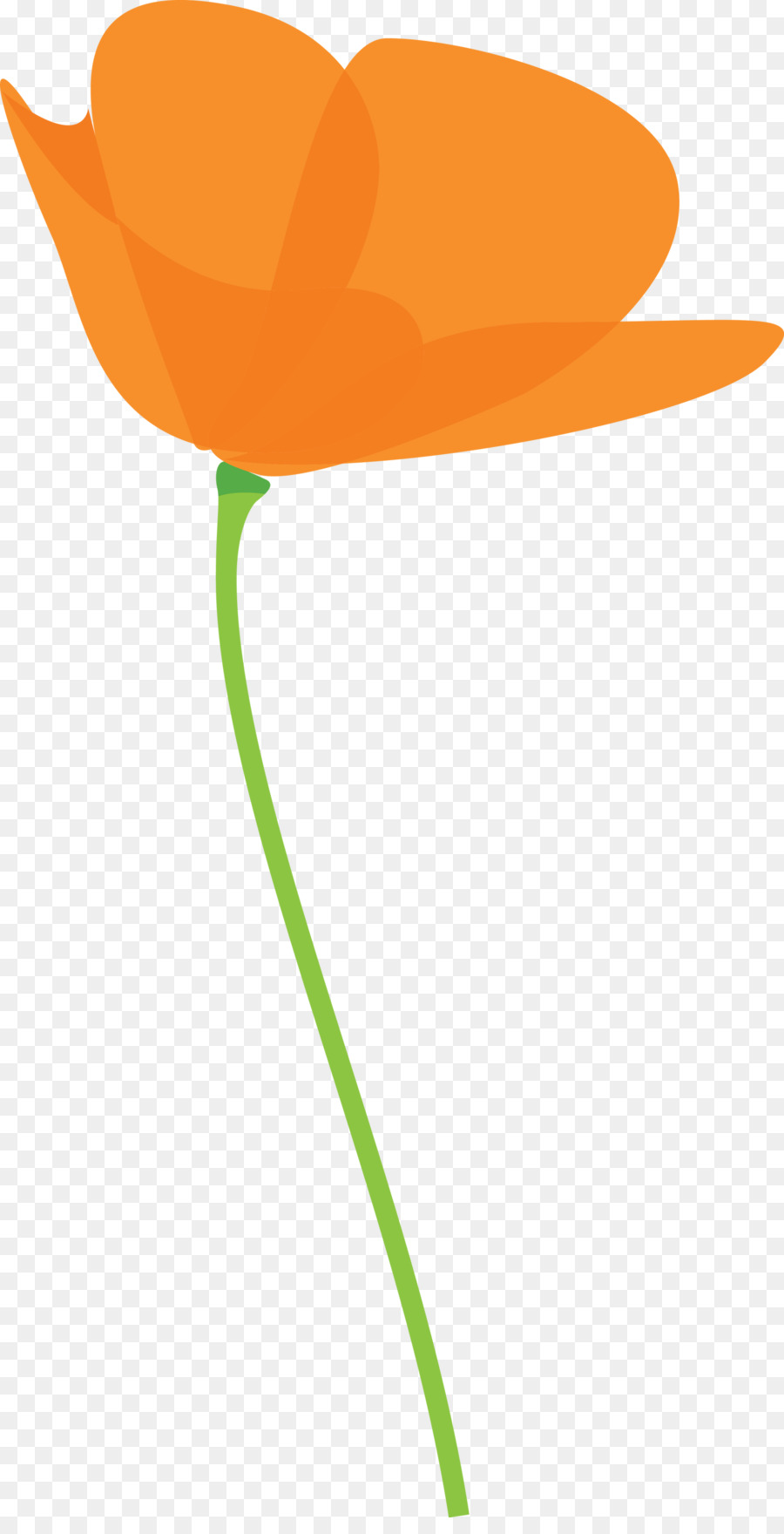 Flor De Naranja，Naturaleza PNG