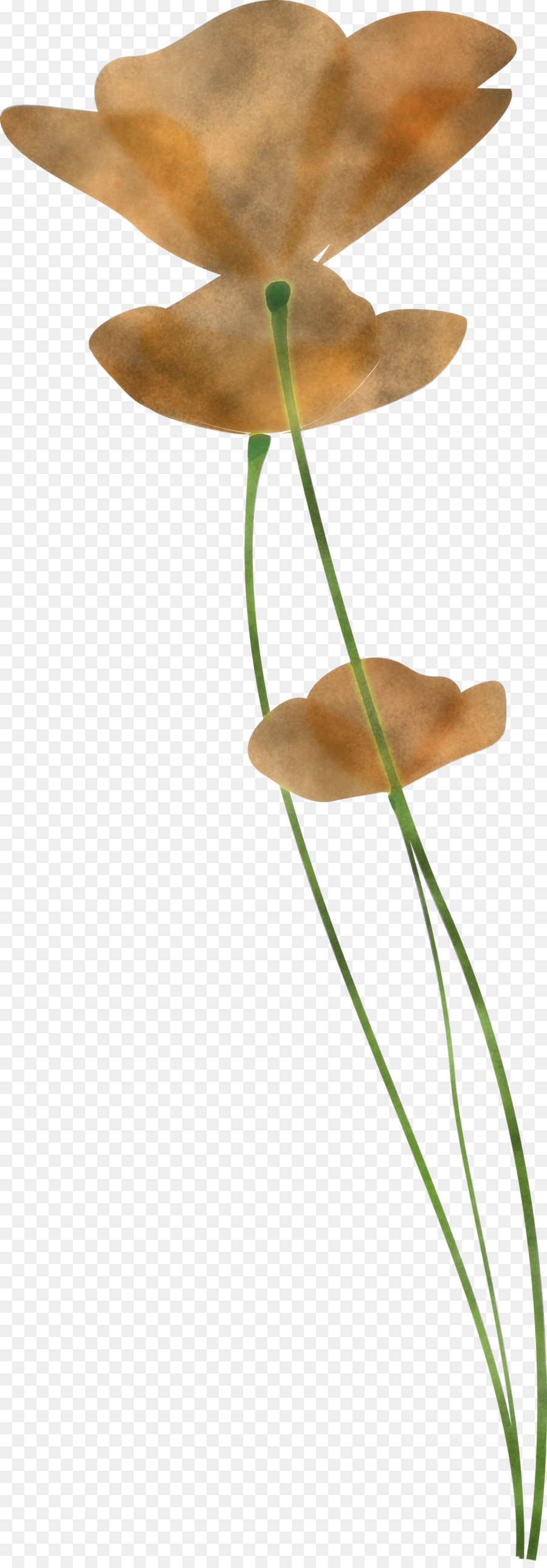 Tallo De La Planta，Planta PNG