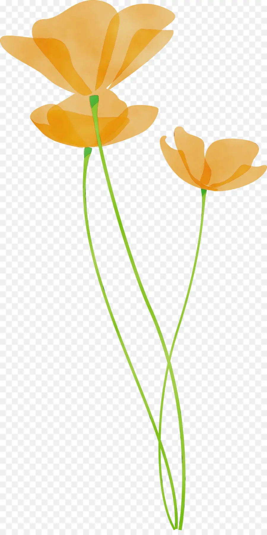 Flor，Pedicelo PNG